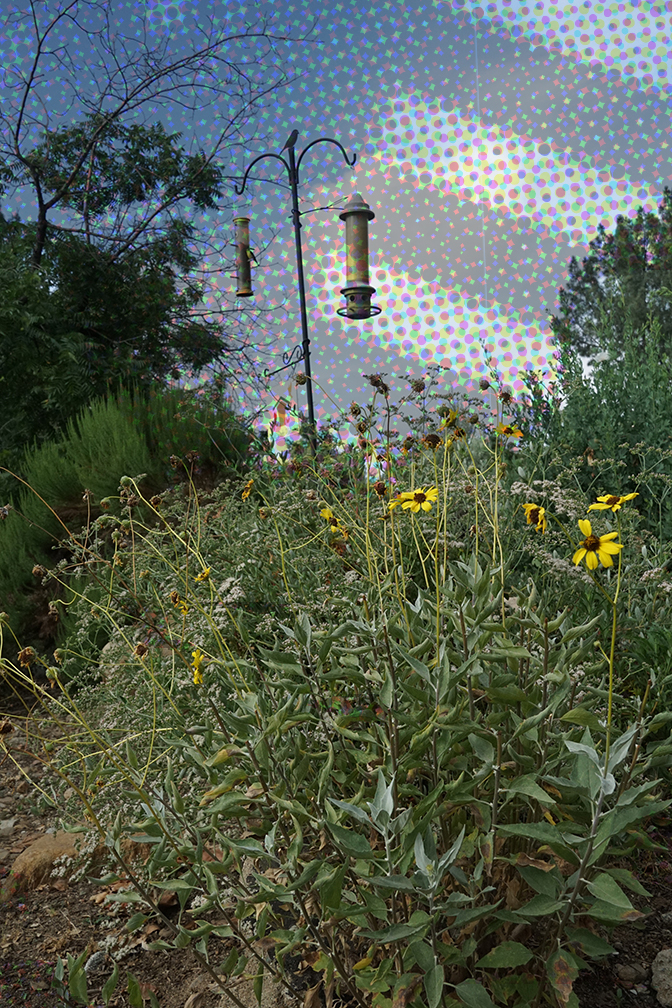 Sunflowers and bird feeders at Rancho Santa Ana Botanical Garden